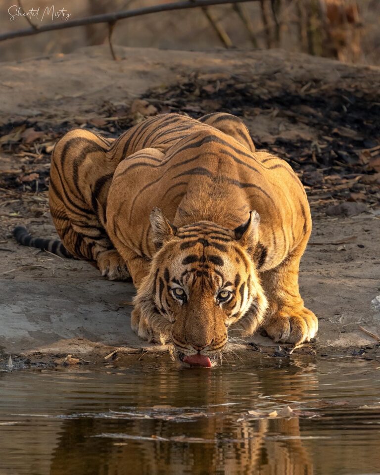 Call of the wild cats, top 5 Tiger Reserves of Madhya Pradesh for wildlife tourism